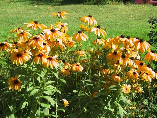 rudbeckia